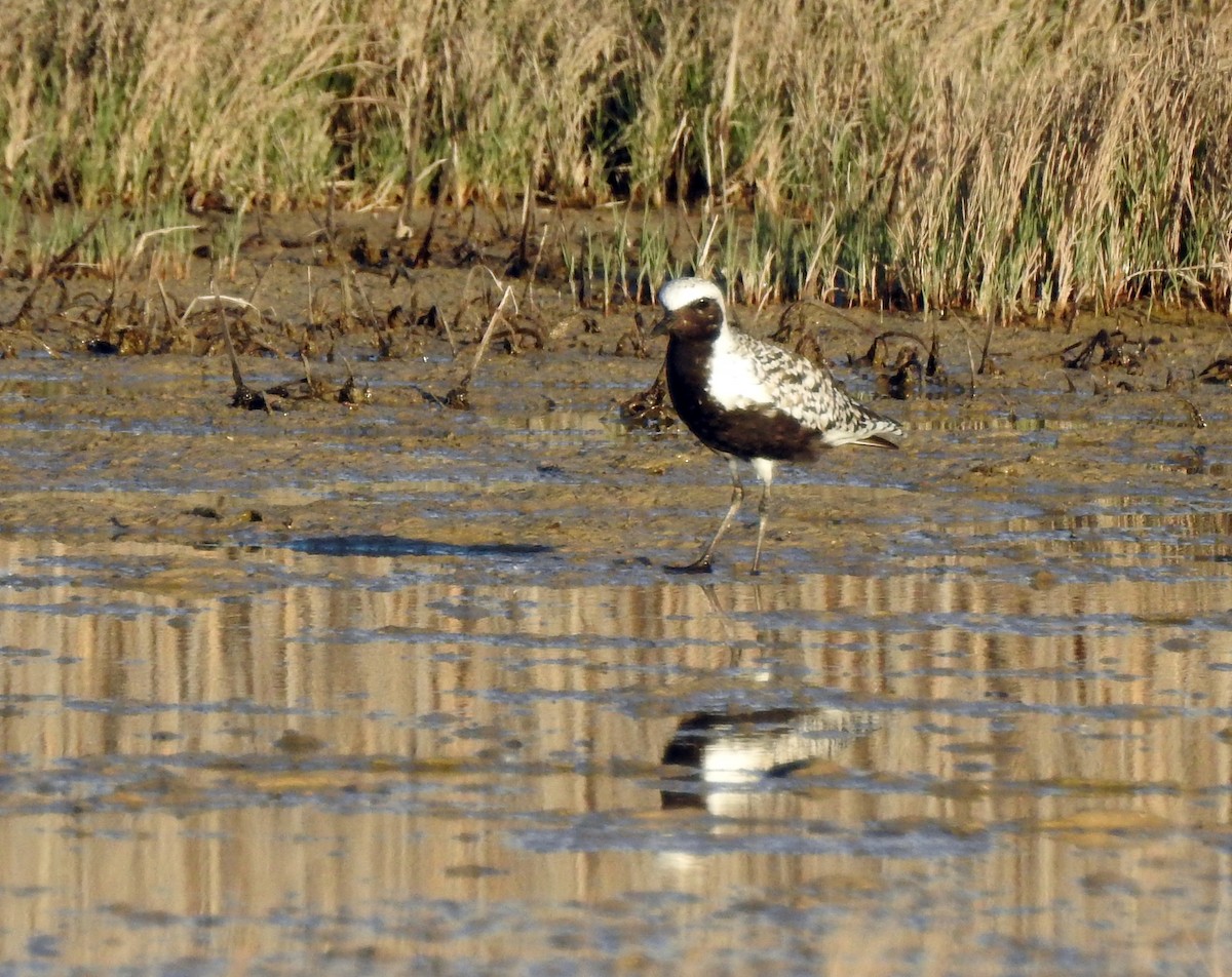 灰斑鴴 - ML635658268