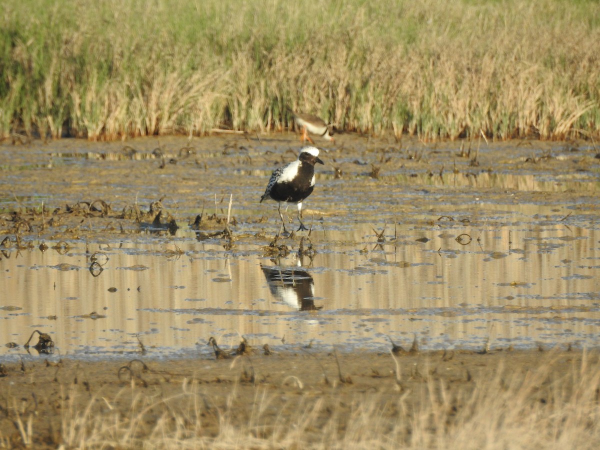 灰斑鴴 - ML635658283