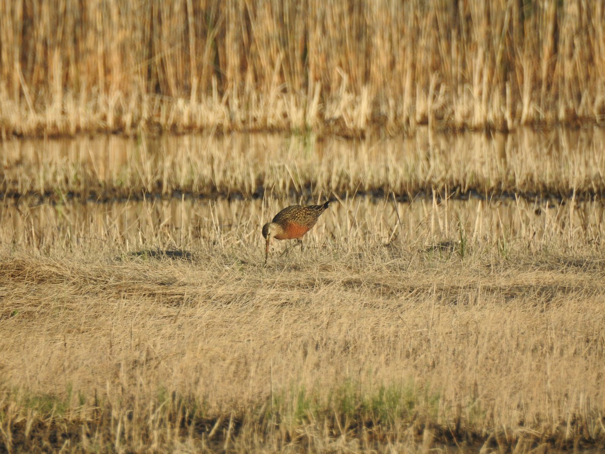 Hudsonian Godwit - ML635658324