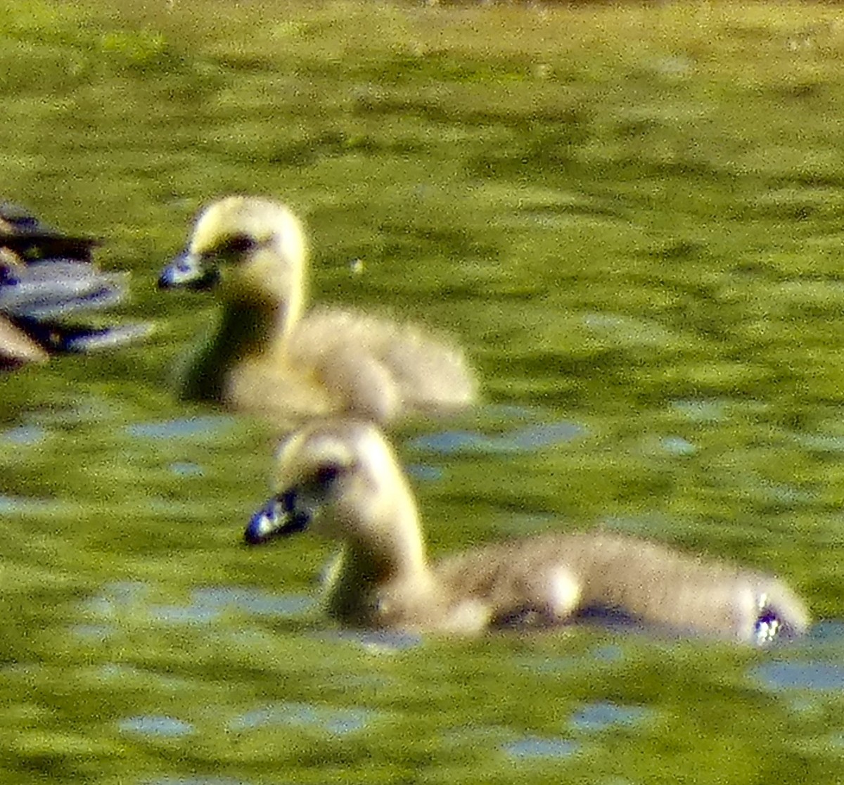 Canada Goose - ML635658335