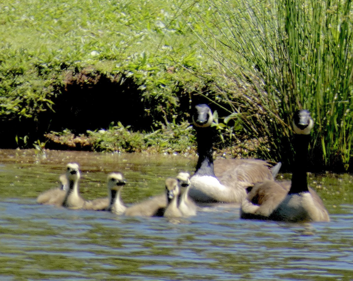 Canada Goose - ML635658336