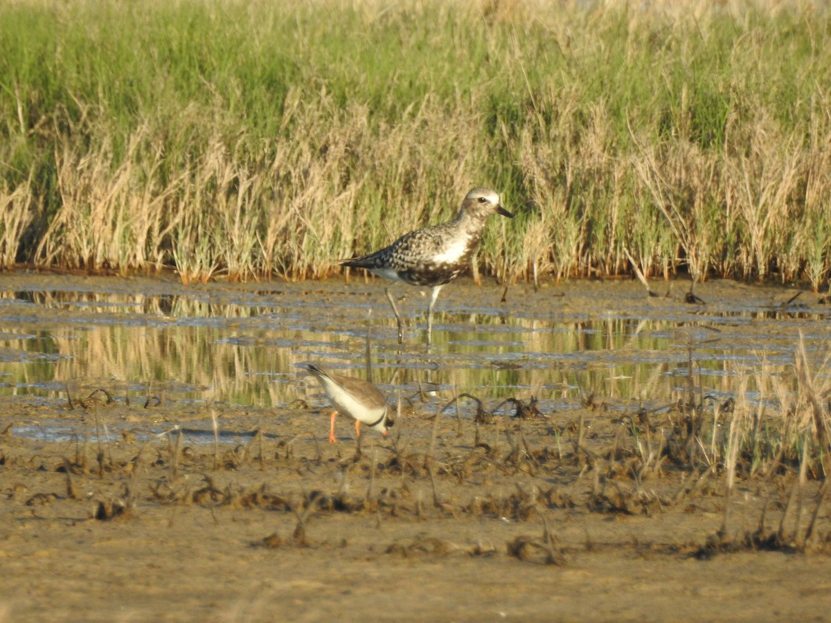 灰斑鴴 - ML635658344