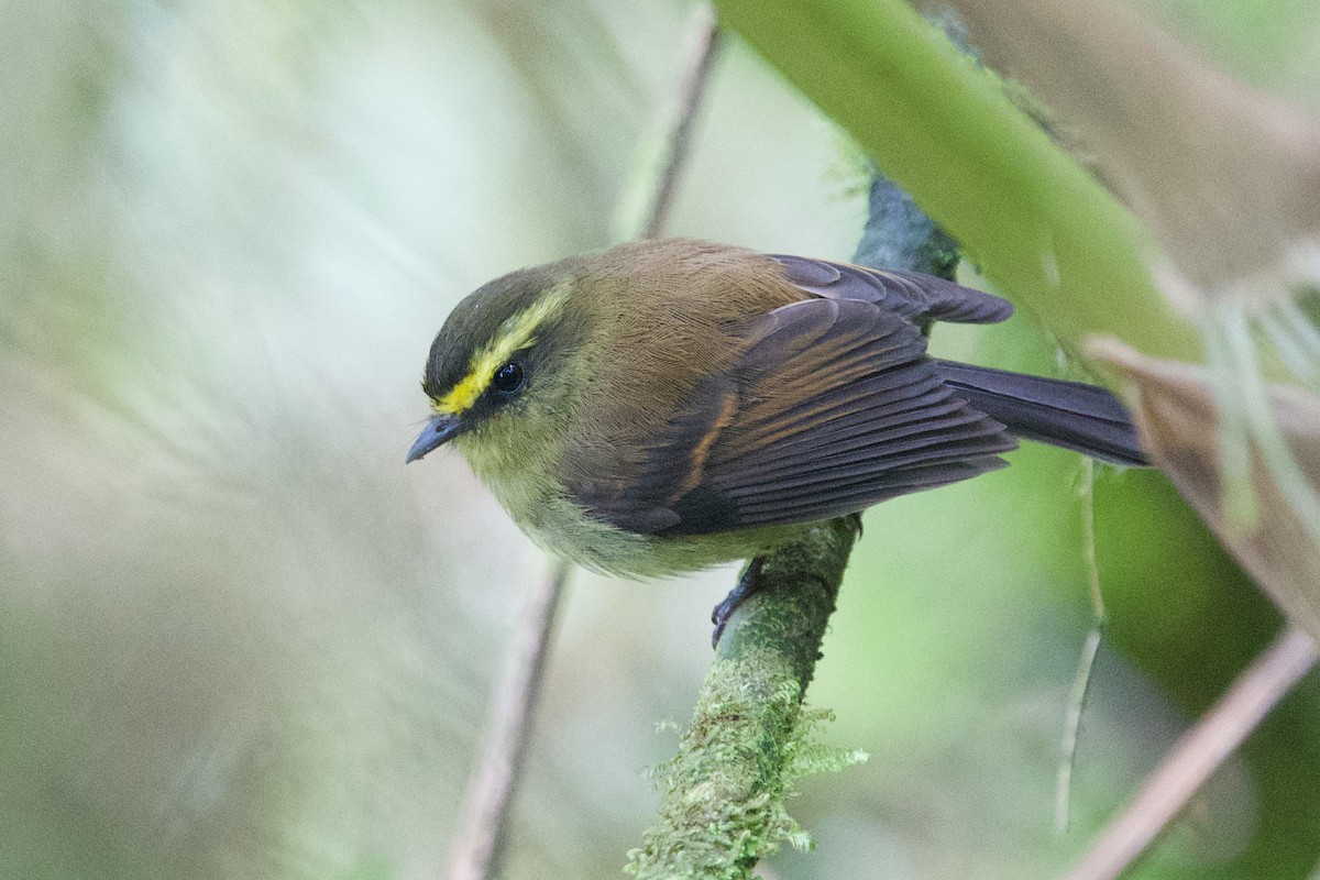 Yellow-bellied Chat-Tyrant - ML635658354