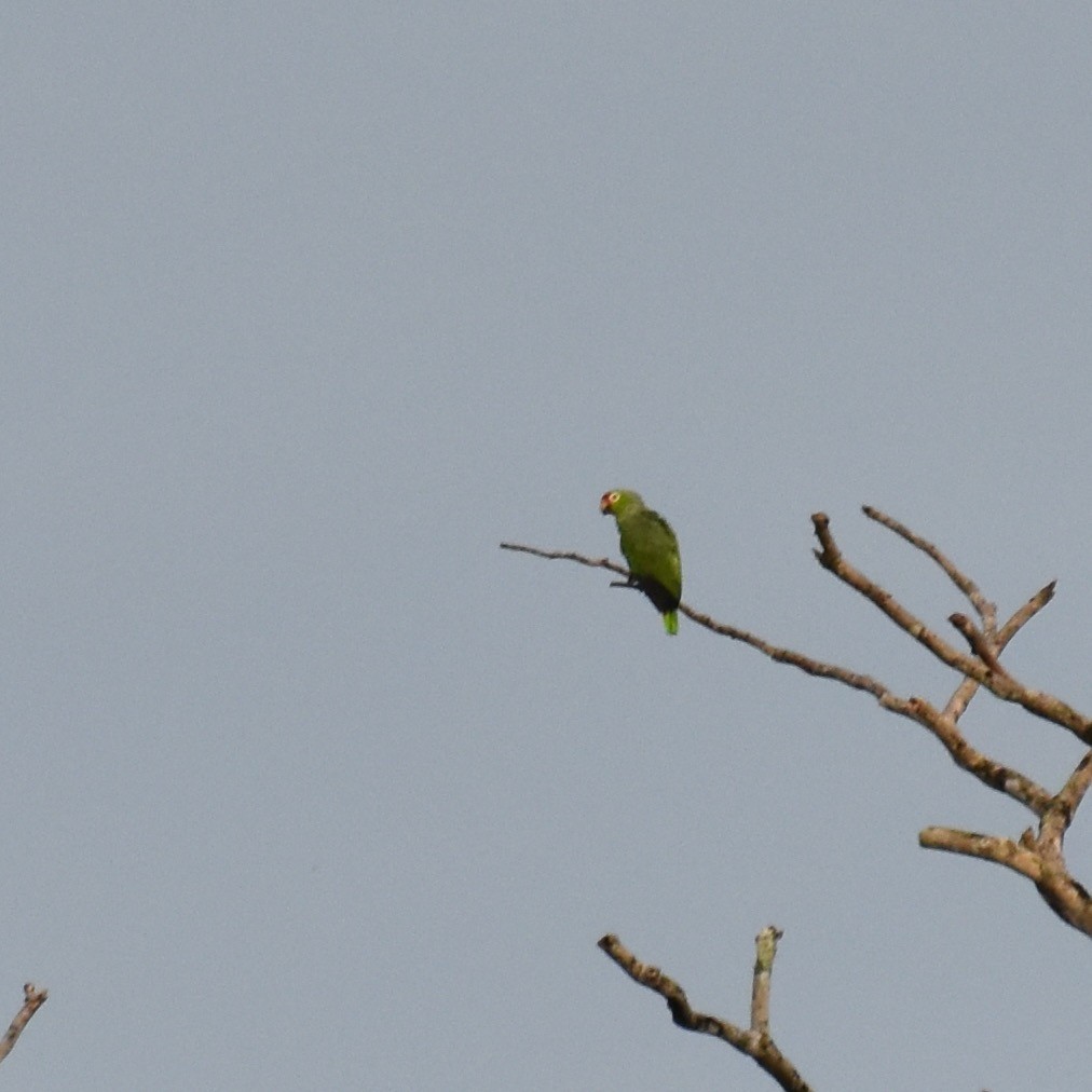 Red-lored Amazon - ML635658356