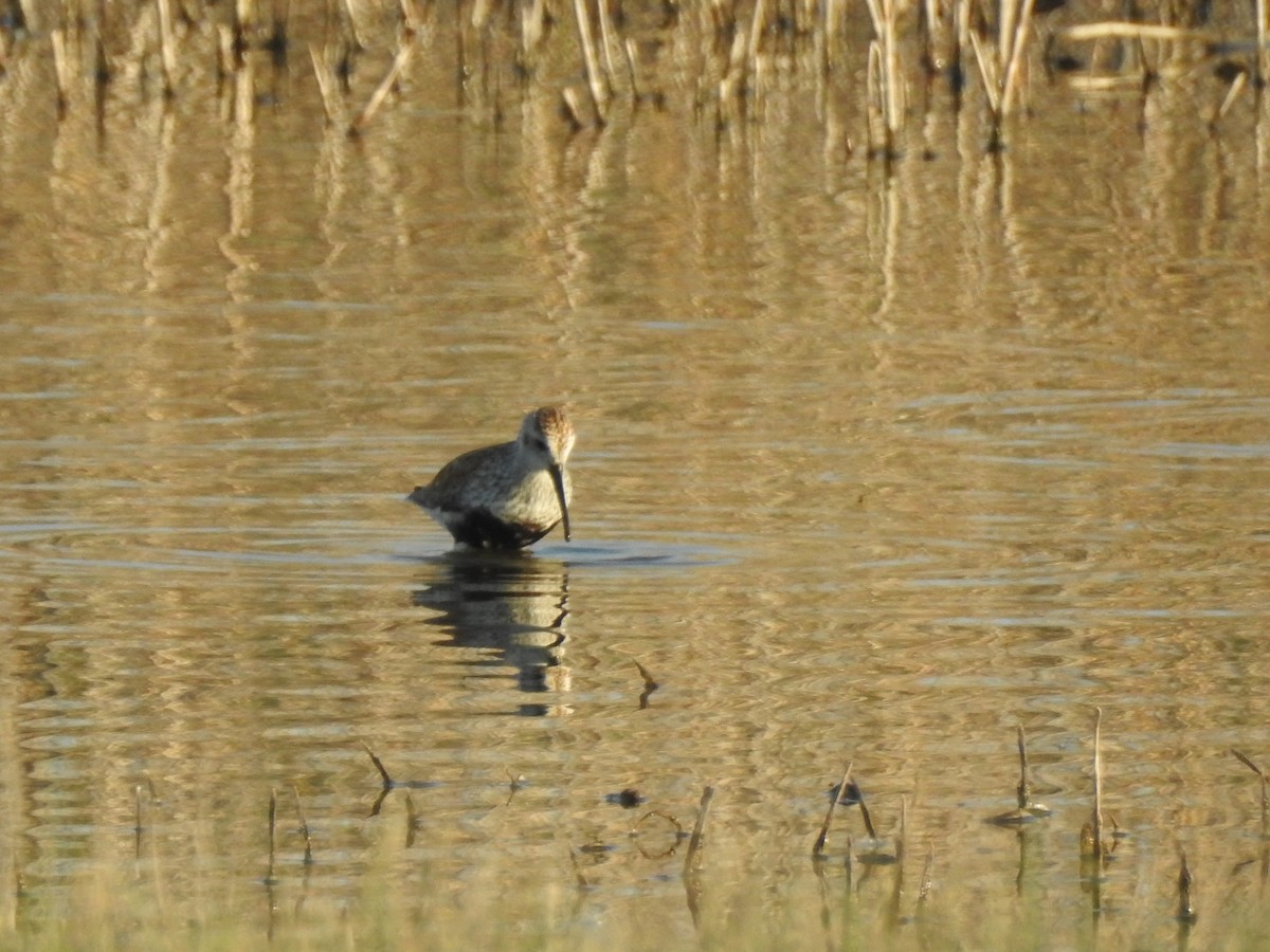 黑腹濱鷸 - ML635658367