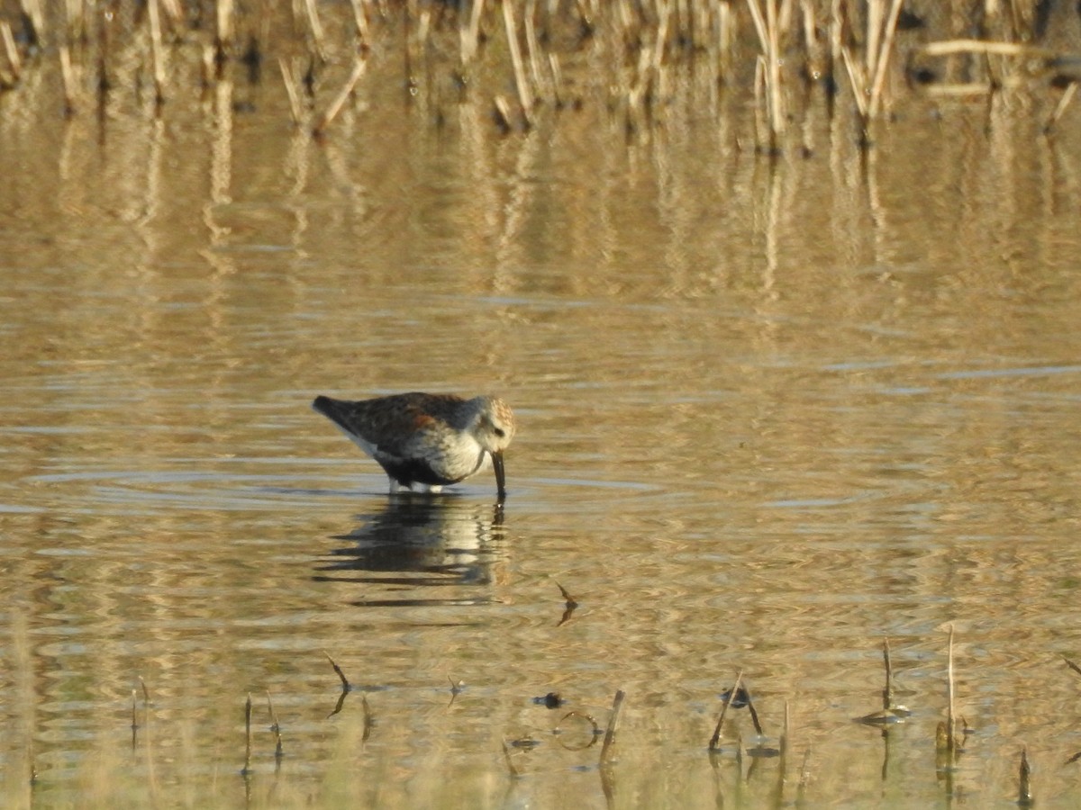 黑腹濱鷸 - ML635658375