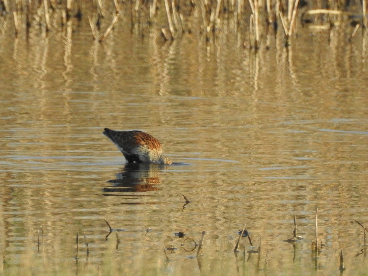 黑腹濱鷸 - ML635658377