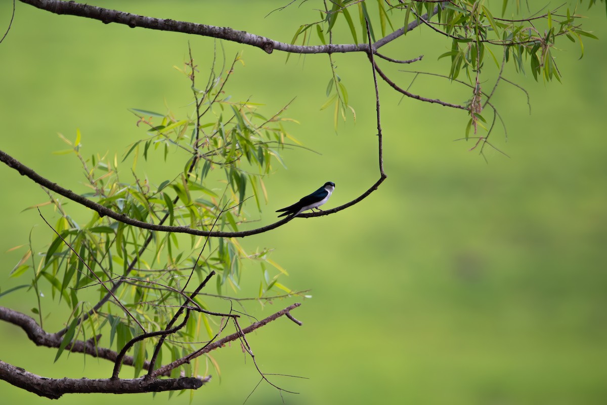 Tree Swallow - ML635658388