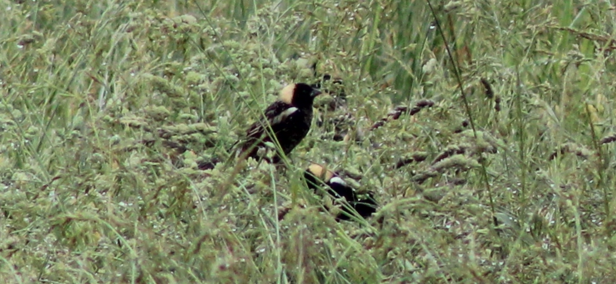 Bobolink - ML635658402