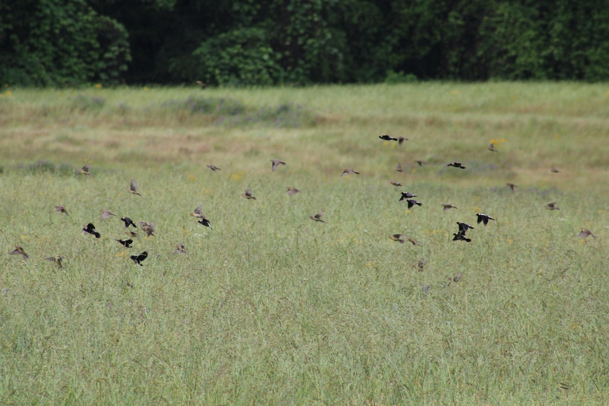 Bobolink - ML635658405