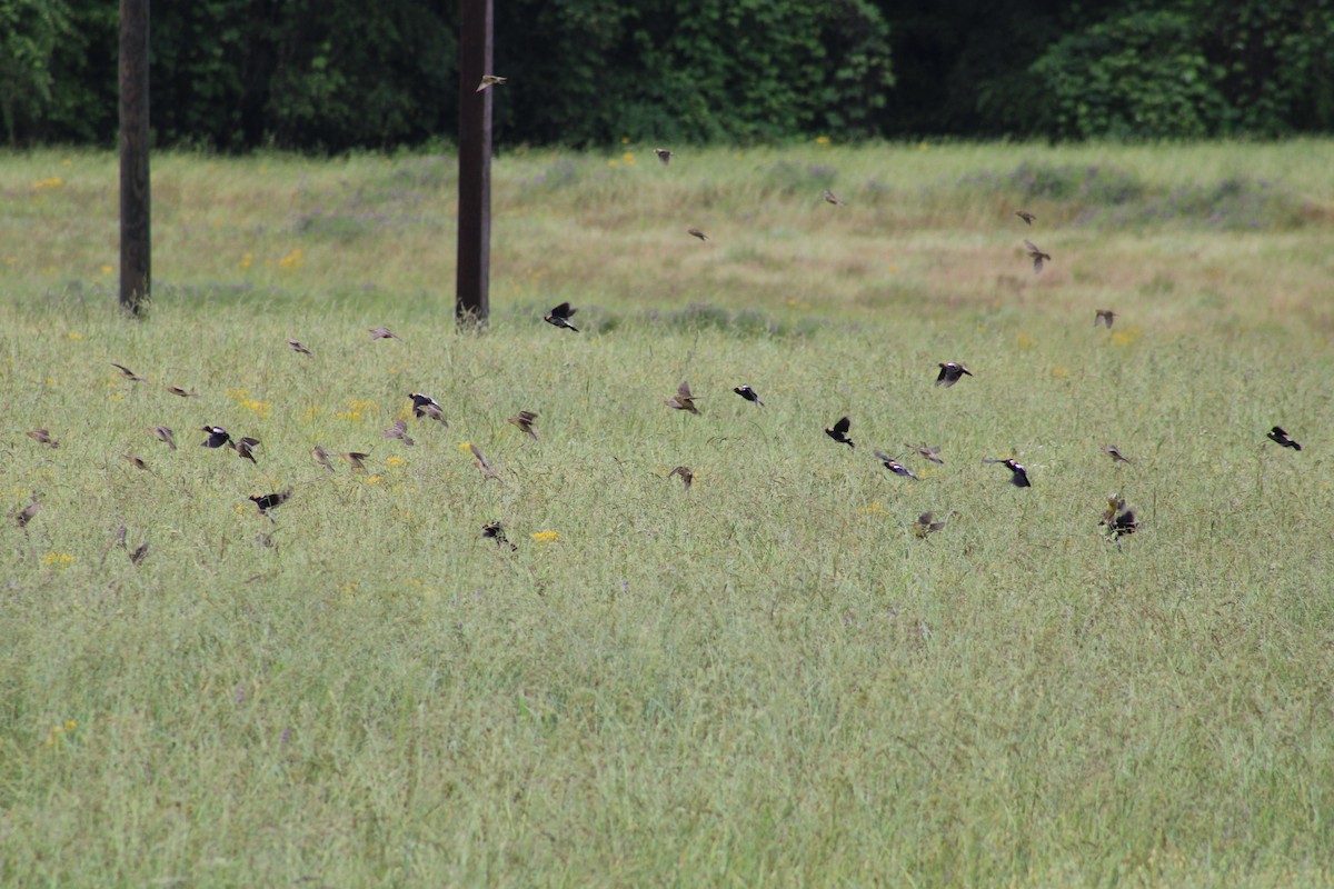 Bobolink - ML635658406