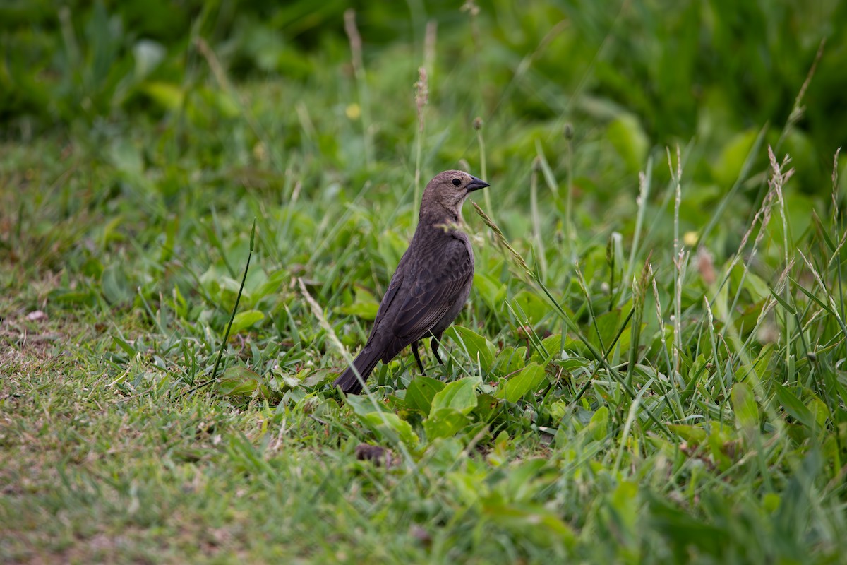 Brown-headed Cowbird - ML635658411