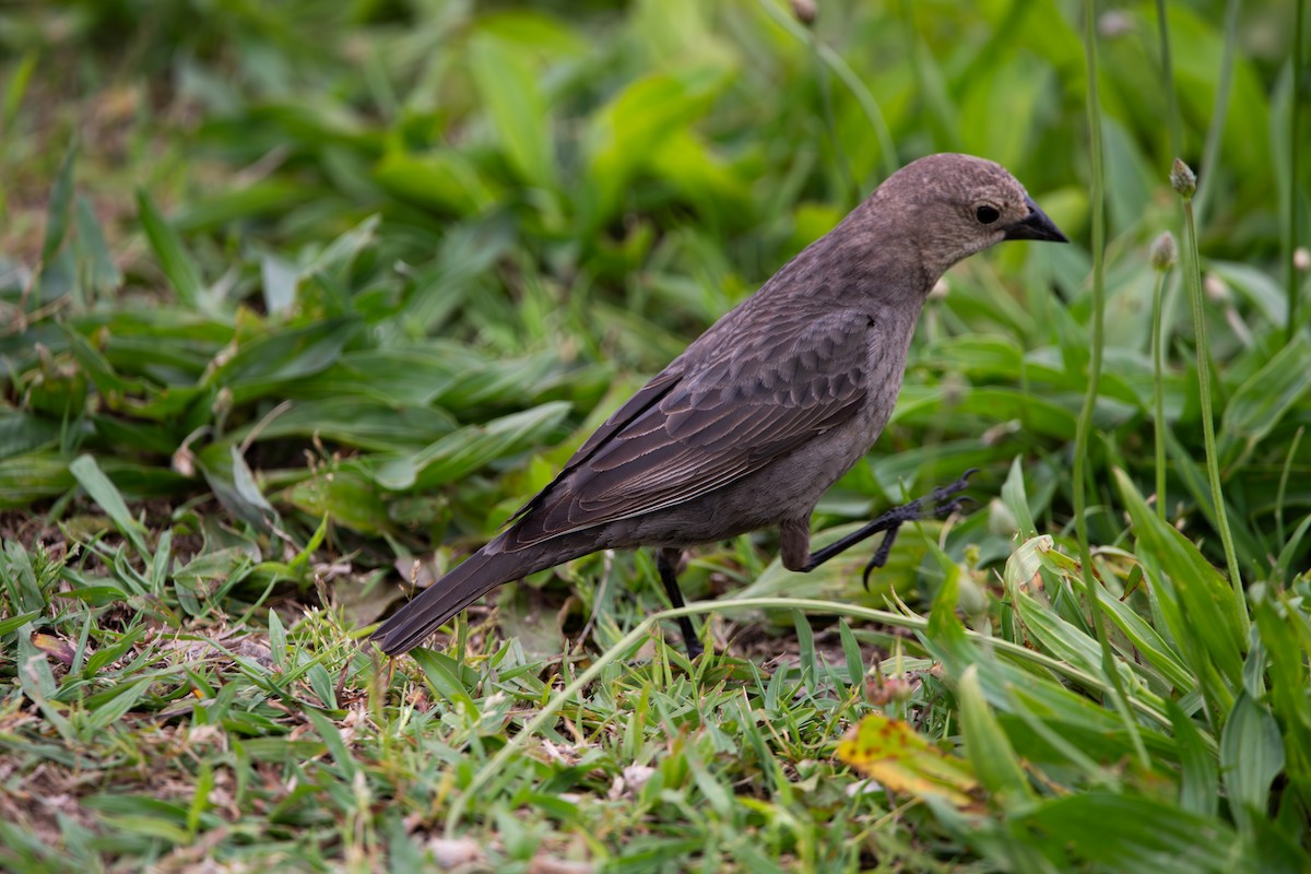 Brown-headed Cowbird - ML635658412