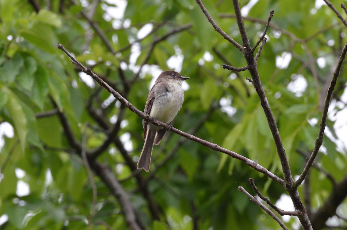 Eastern Phoebe - ML635658441