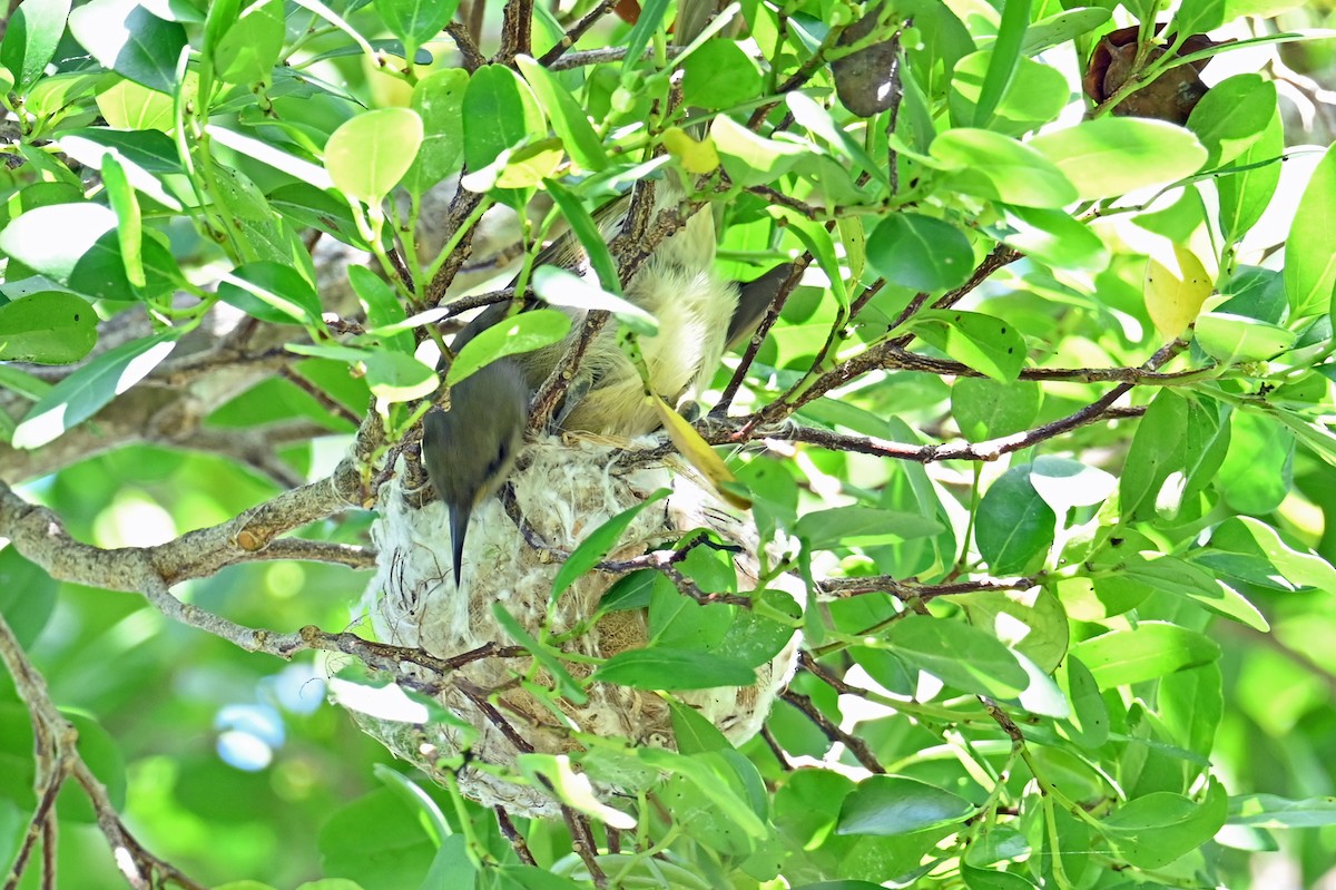 Dark-brown Honeyeater - ML635658454