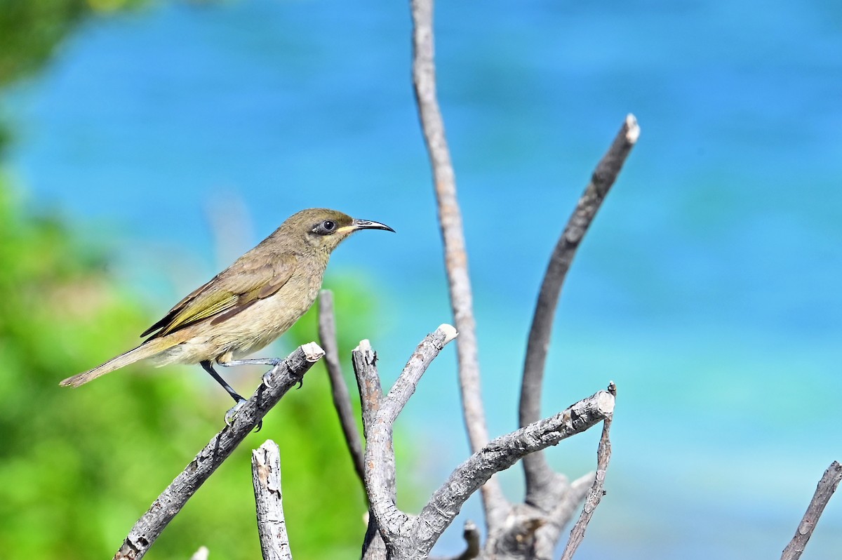 Dark-brown Honeyeater - ML635658457
