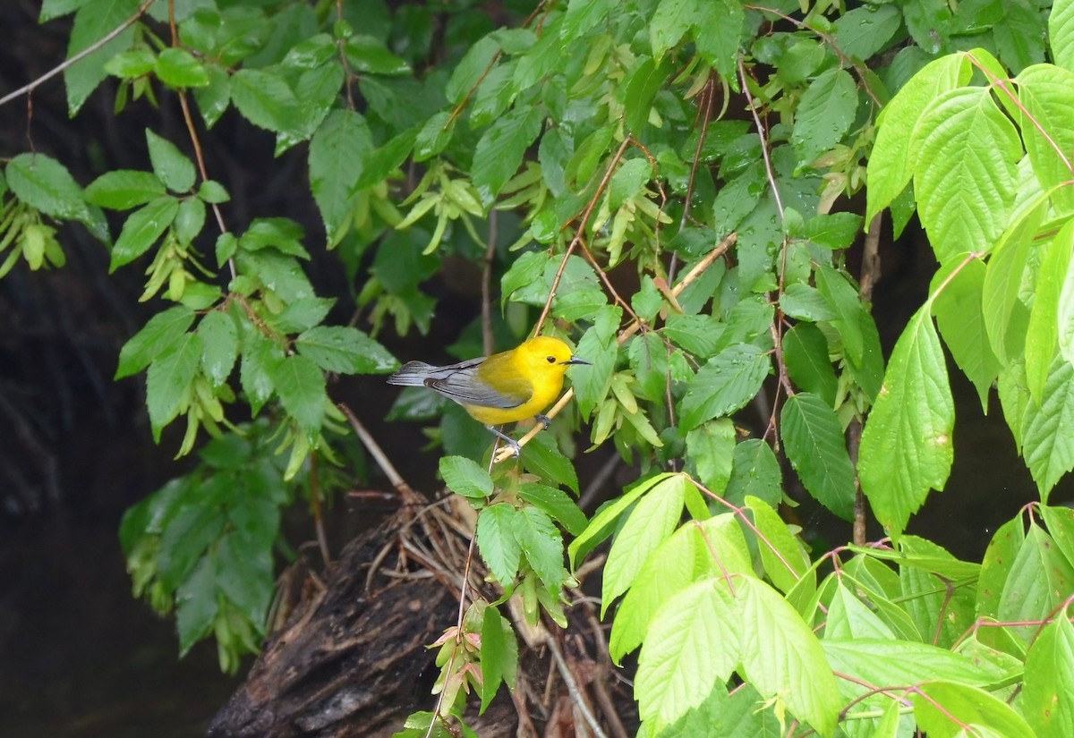 Prothonotary Warbler - ML635658503