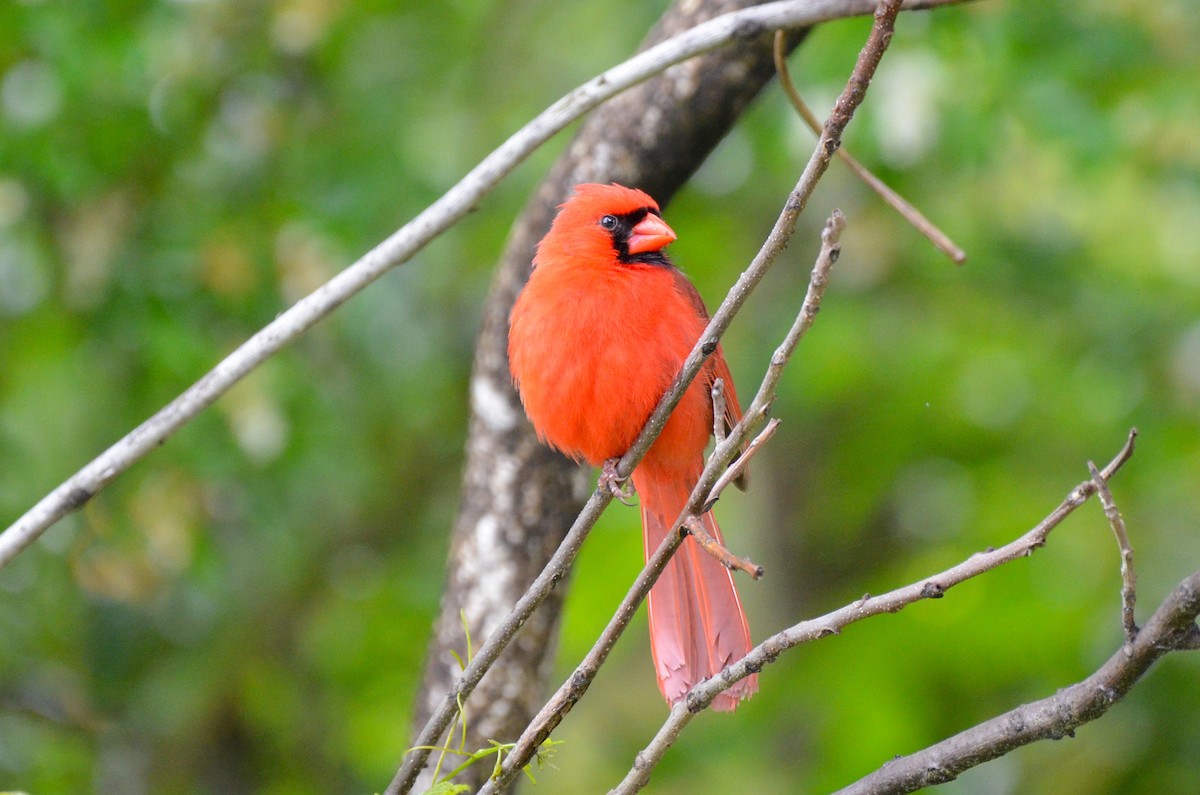 Northern Cardinal - ML635658525
