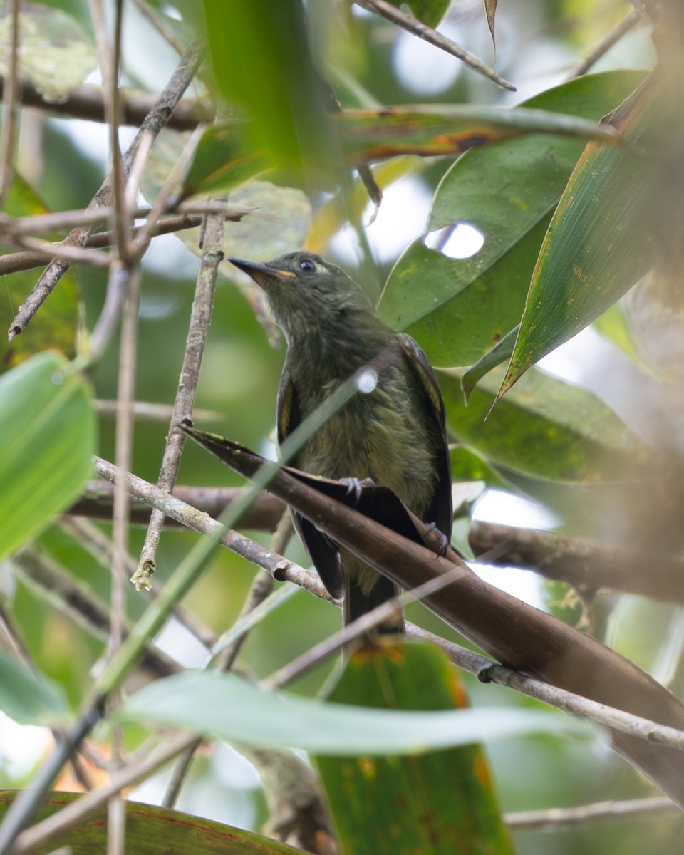 Olive-striped Flycatcher - ML635658558