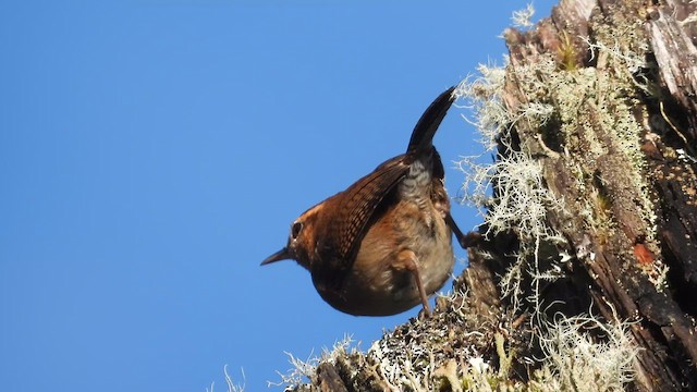 Mountain Wren - ML635658560