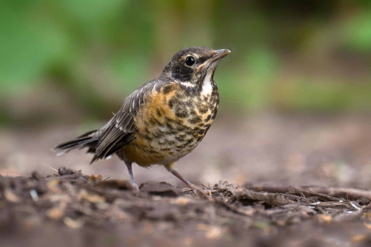 American Robin - John Drake