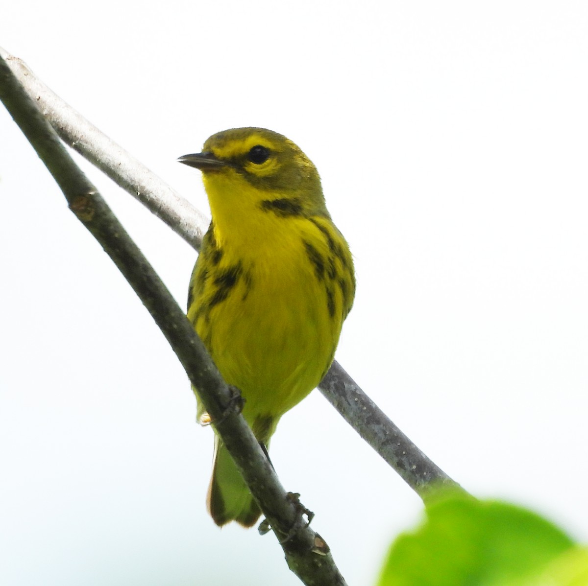 Prairie Warbler - ML635658646