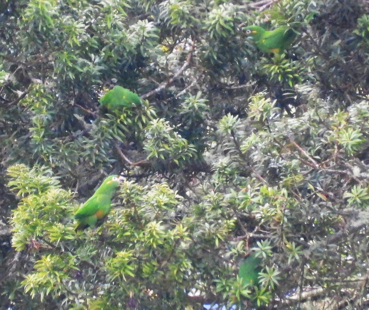 Golden-plumed Parakeet - ML635658670