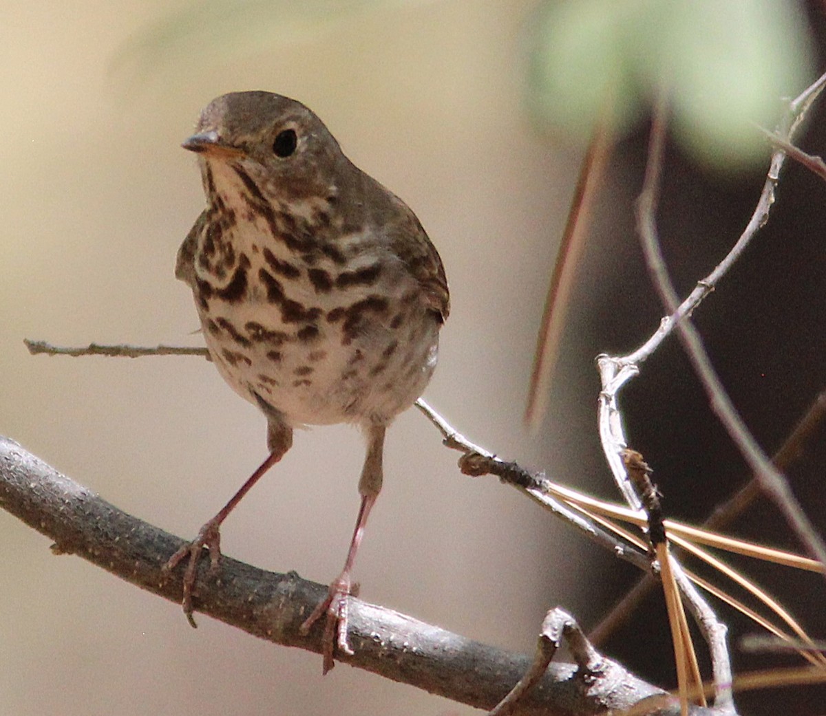 Hermit Thrush - ML635658677
