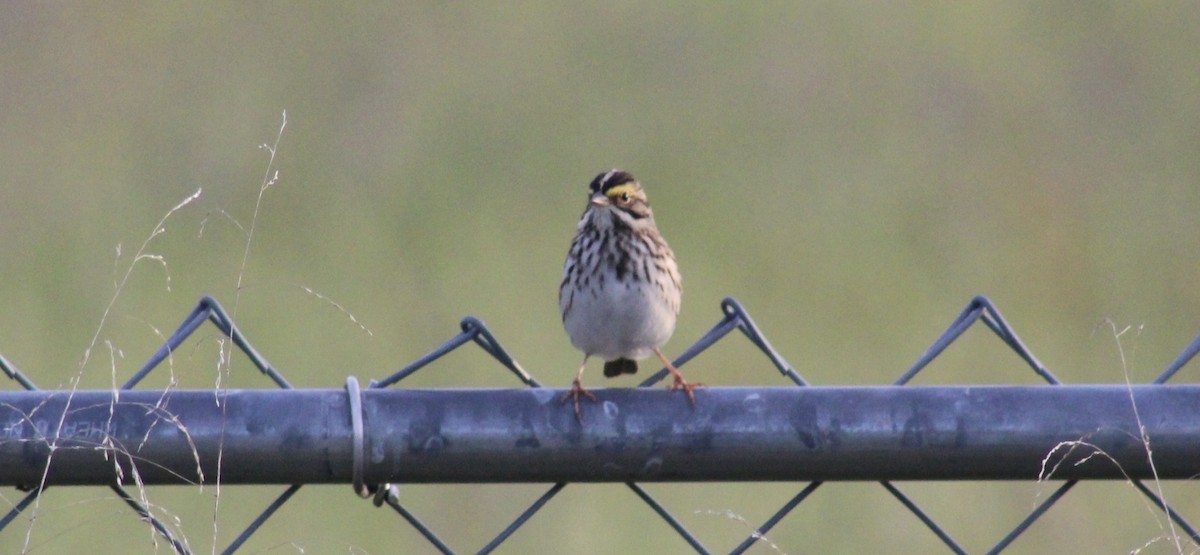 Savannah Sparrow - ML635658744