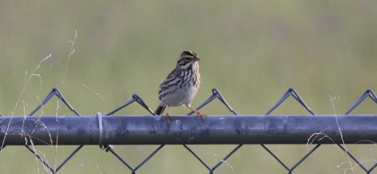 Savannah Sparrow - ML635658745