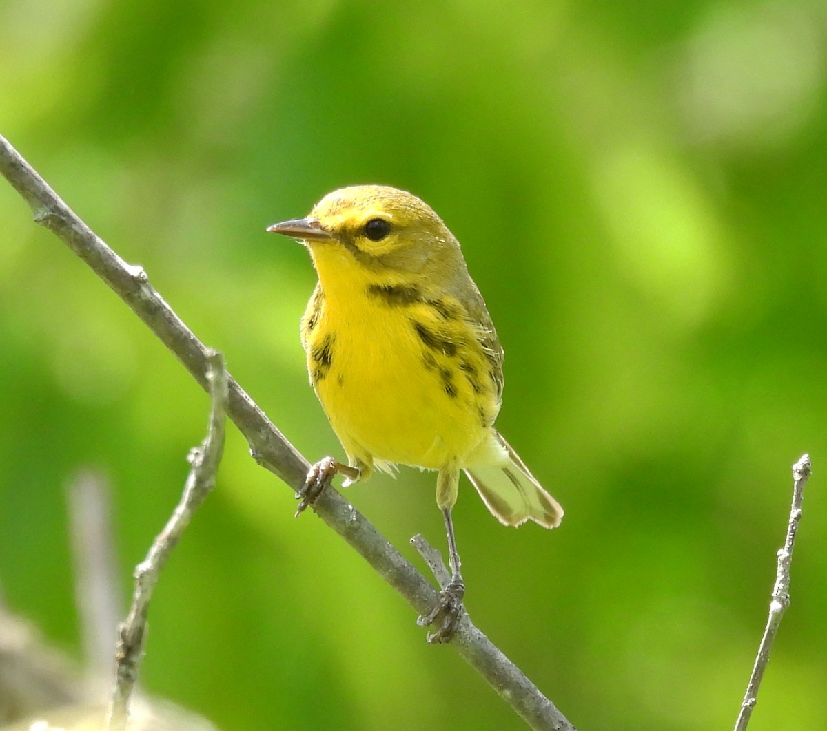 Prairie Warbler - ML635658759