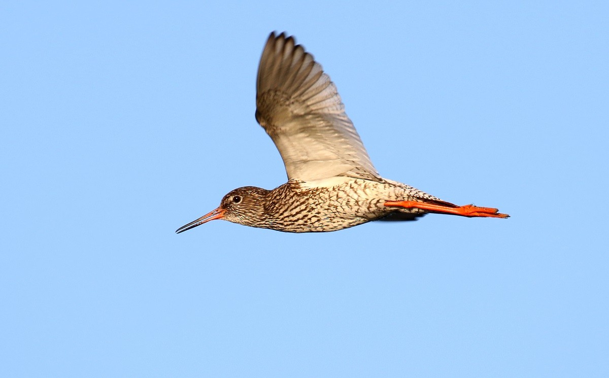 Common Redshank - ML63565881