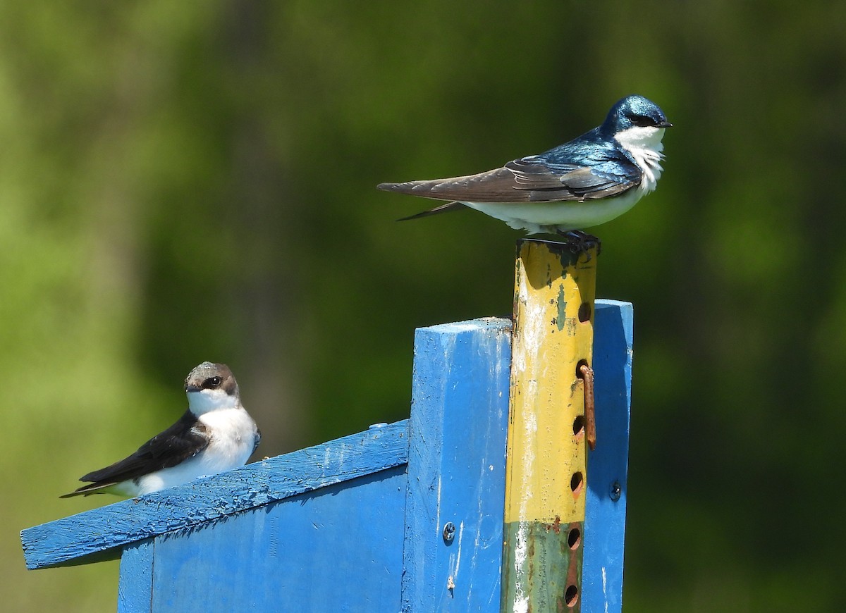 Tree Swallow - ML635658821