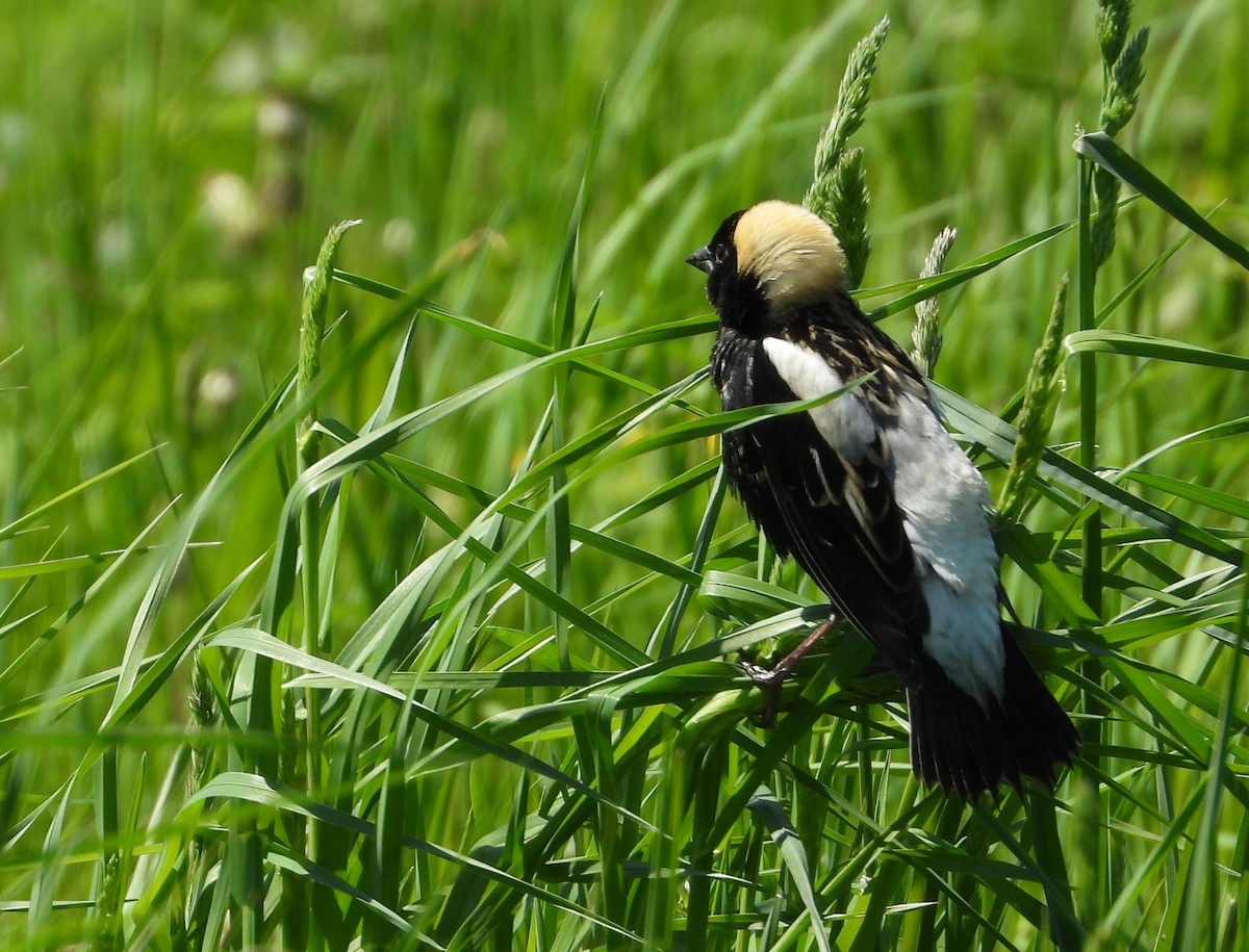 Bobolink - ML635658833