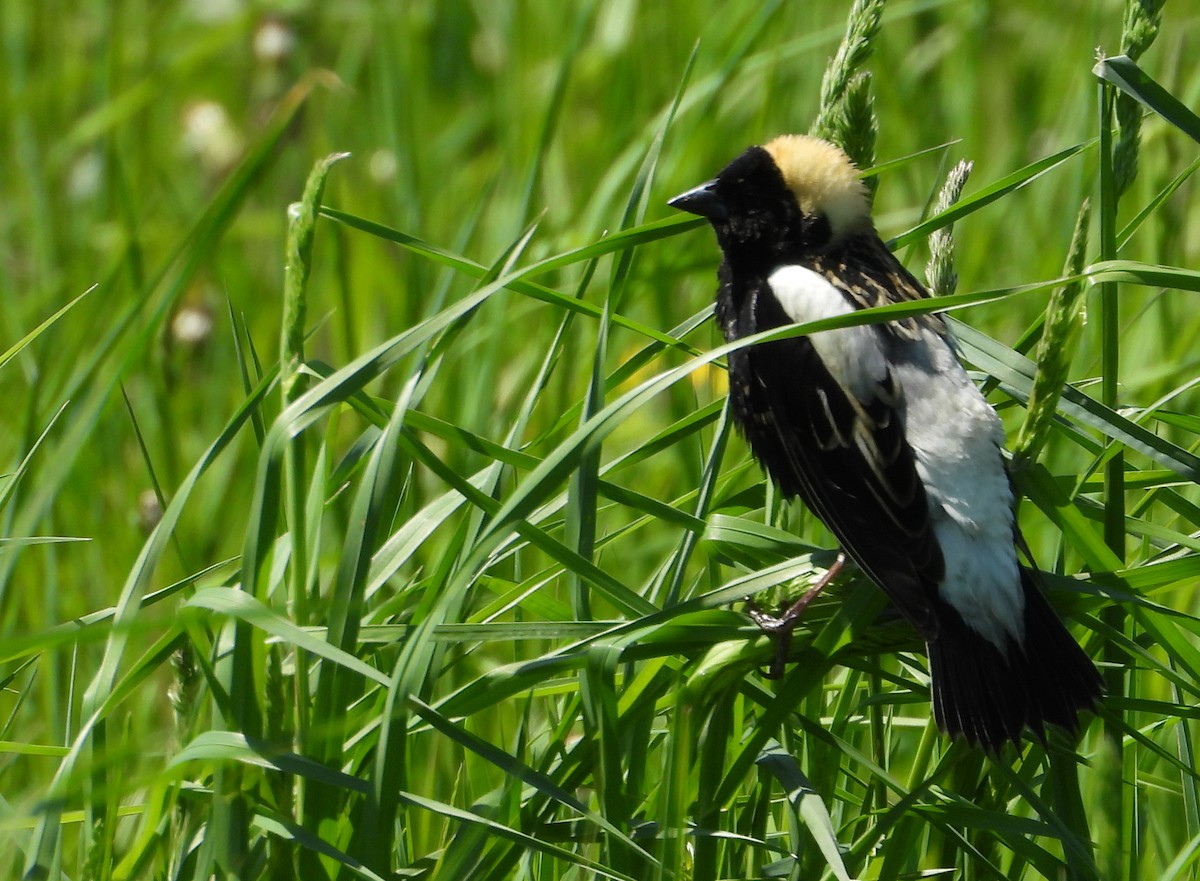 Bobolink - ML635658834
