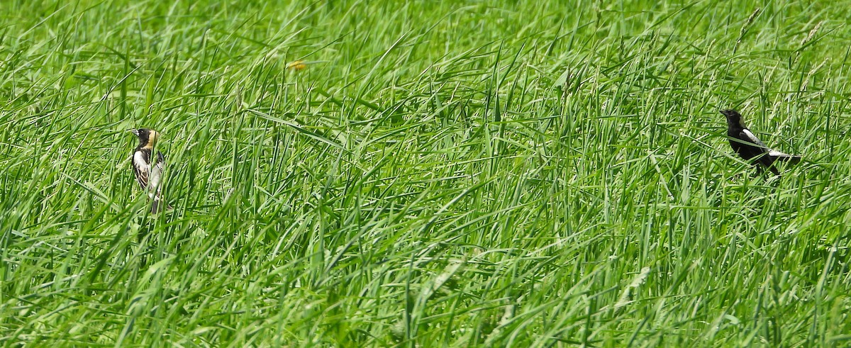 Bobolink - ML635658835