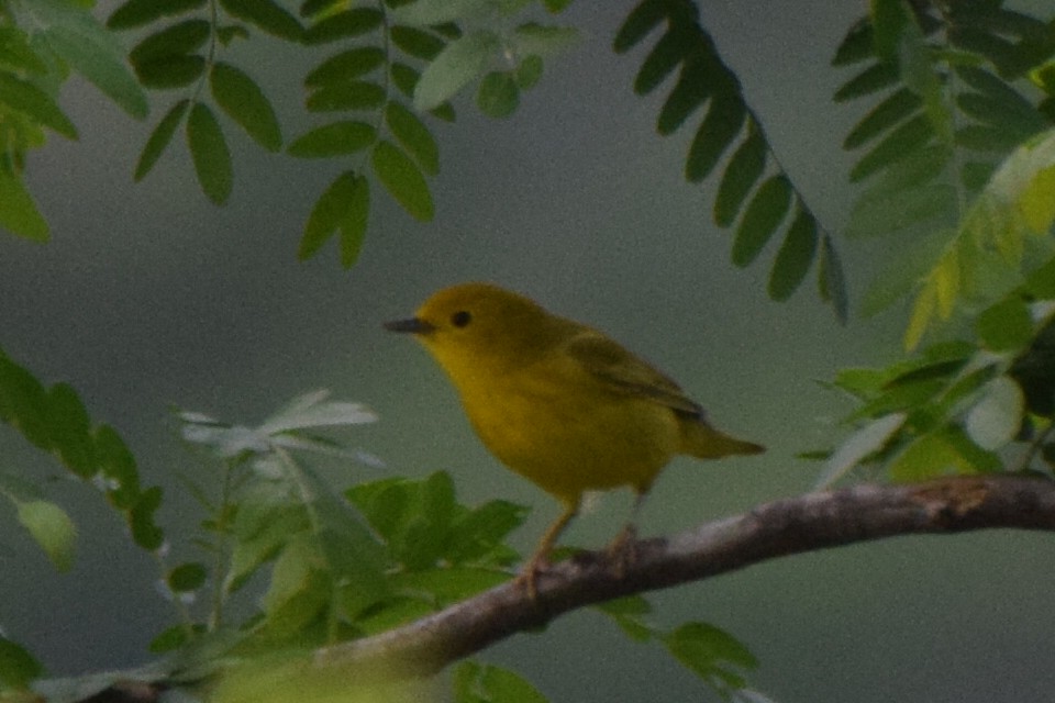 Northern Yellow Warbler - ML635658839