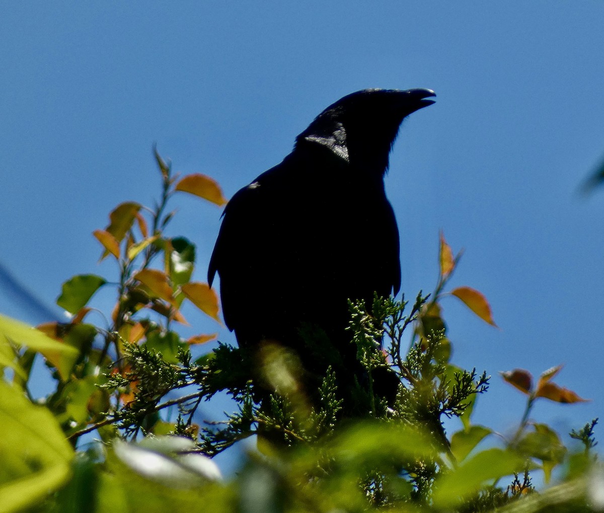 Fish Crow - ML635658850