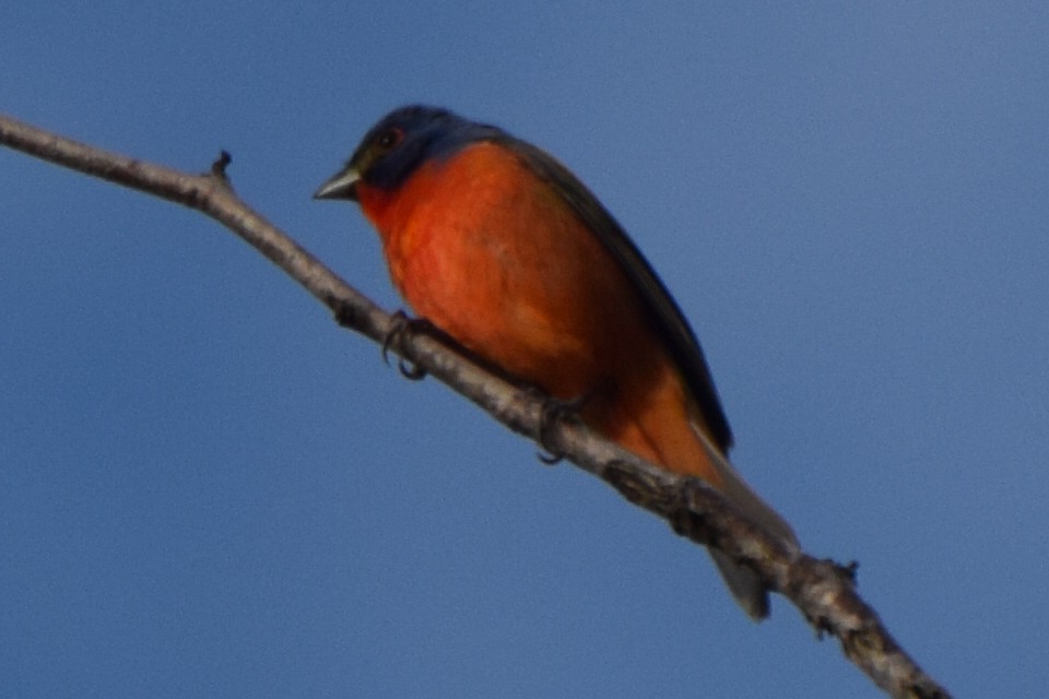 Painted Bunting - ML635658861