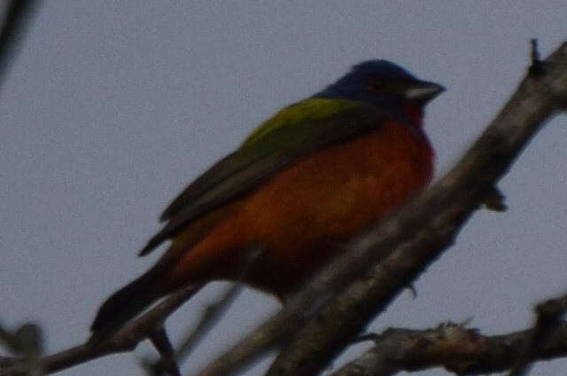 Painted Bunting - ML635658862