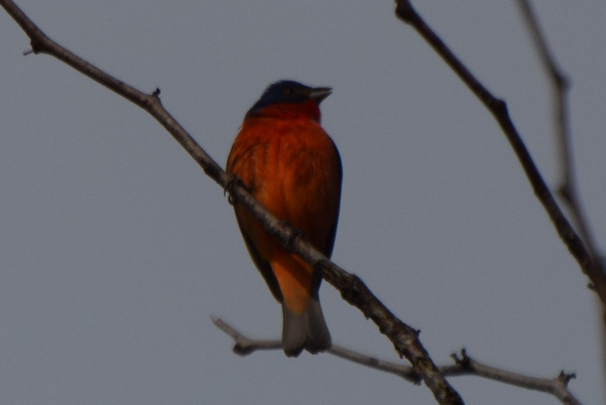 Painted Bunting - ML635658863