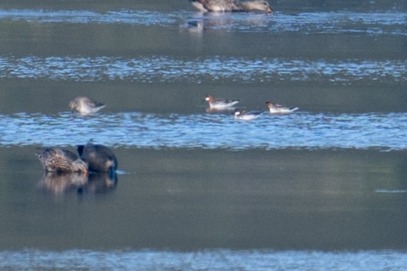 Red-necked Phalarope - ML635658876