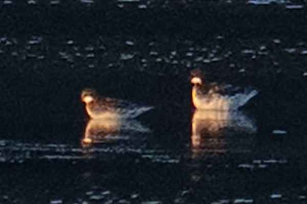Red-necked Phalarope - ML635658877