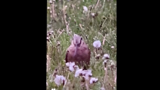 Küçük Çulluk - ML635658929