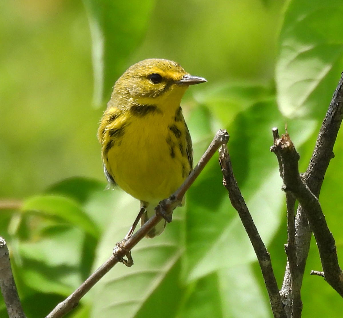 Prairie Warbler - ML635658953