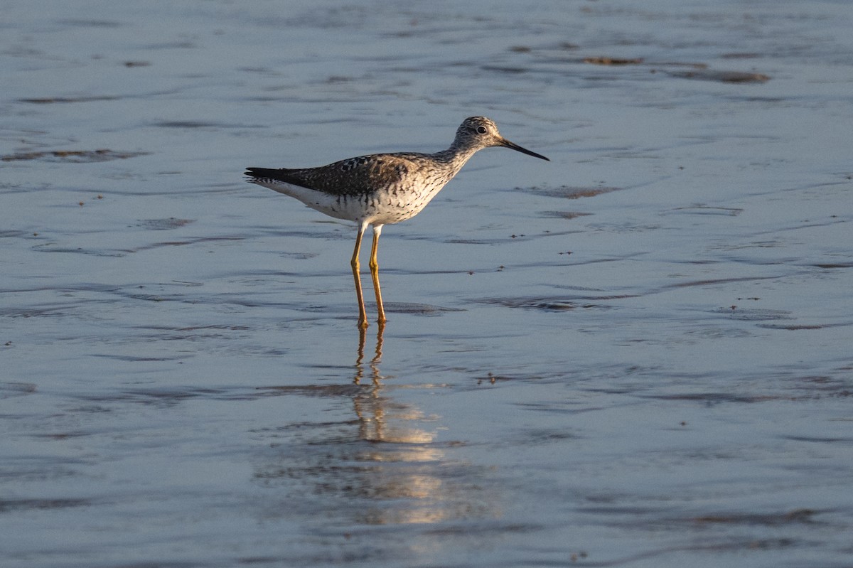 Greater Yellowlegs - ML635659029