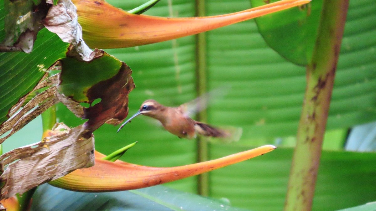 Stripe-throated Hermit - ML635659080