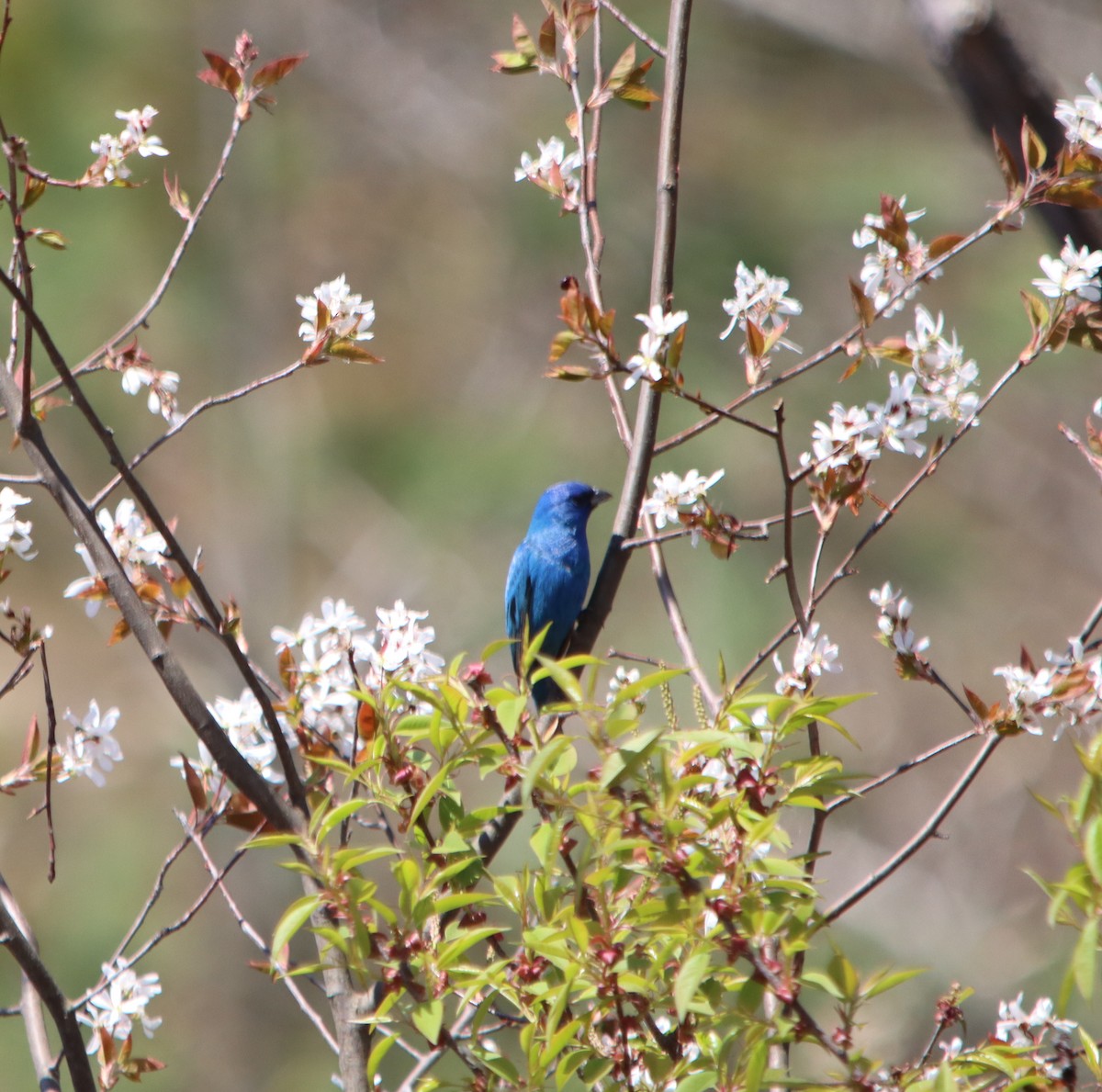 Indigo Bunting - ML635659086