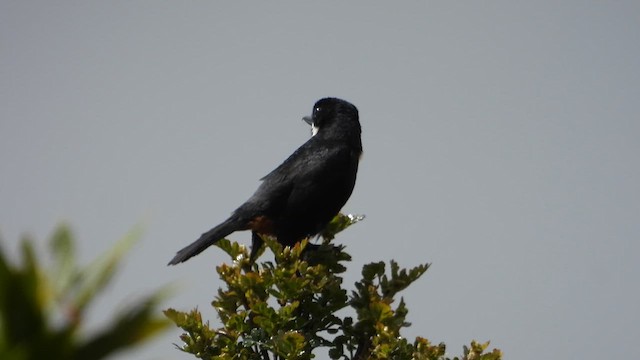 Moustached Flowerpiercer - ML635659098
