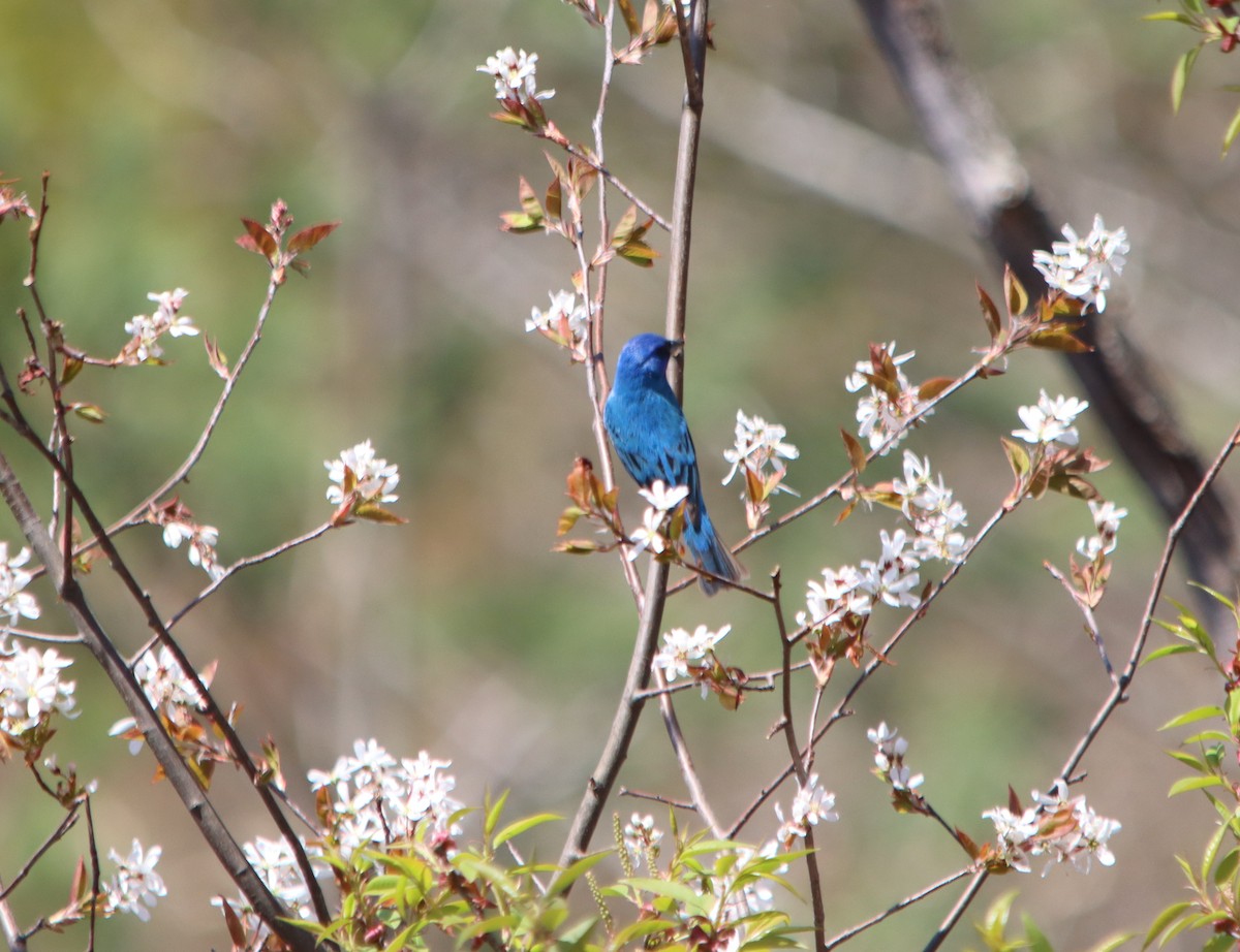 Indigo Bunting - ML635659135